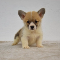 Lilo – Pembroke, red and white Welsh Corgi for sale