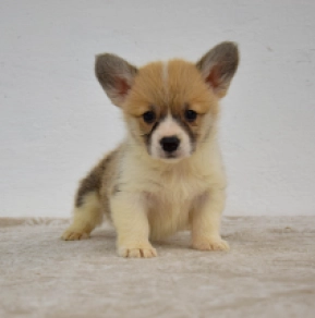 Welsh Corgi Welpe kaufen