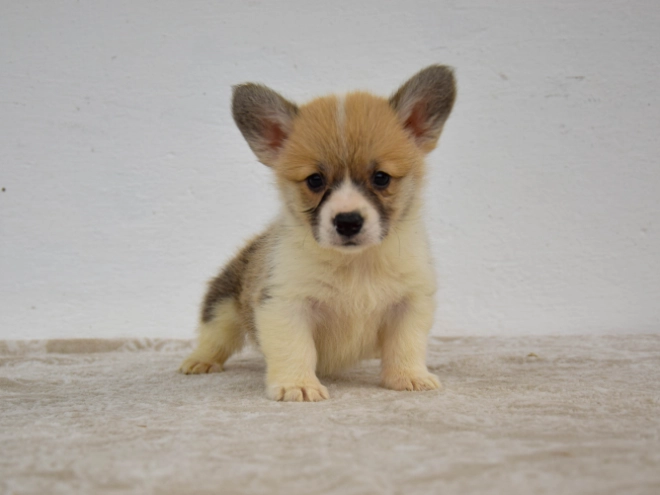 Welsh Corgi Welpe kaufen