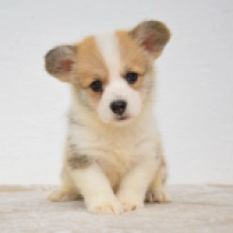 Fiona – Pembroke, red and white Welsh Corgi for sale