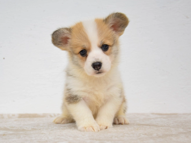 Welsh Corgi Welpe kaufen