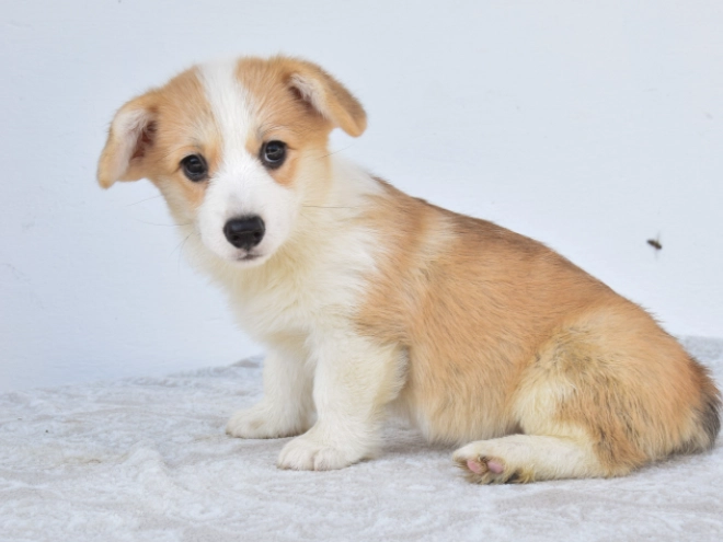 Perros Welsh Corgi en venta