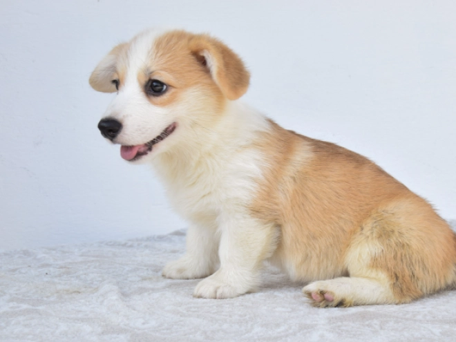 Perros Welsh Corgi en venta