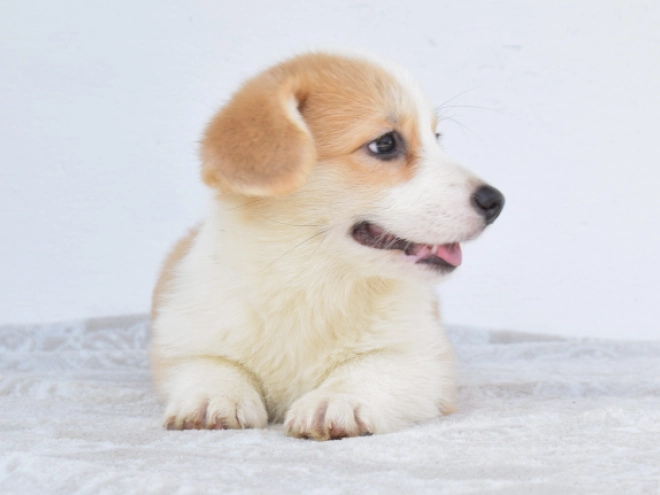 Perros Welsh Corgi en venta