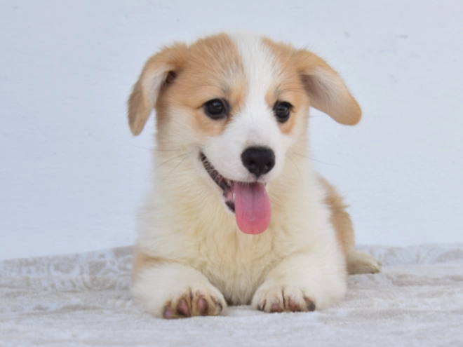 Perros Welsh Corgi en venta