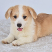 Fiona – Pembroke, red and white Welsh Corgi for sale