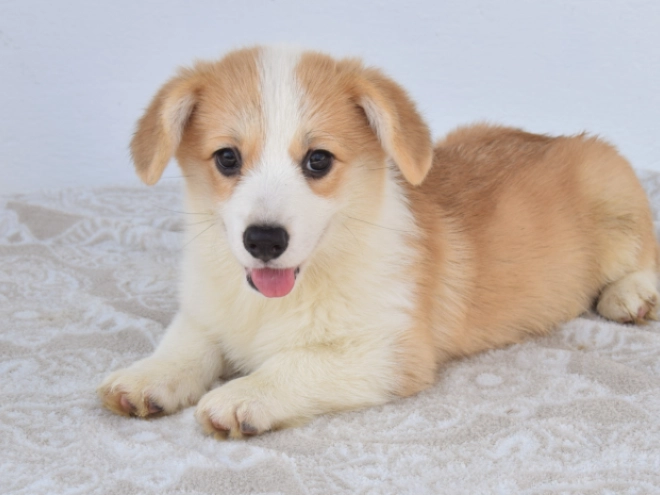 Perros Welsh Corgi en venta