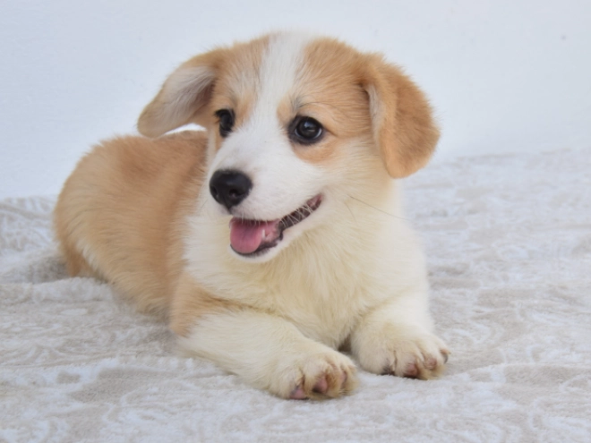 Perros Welsh Corgi en venta
