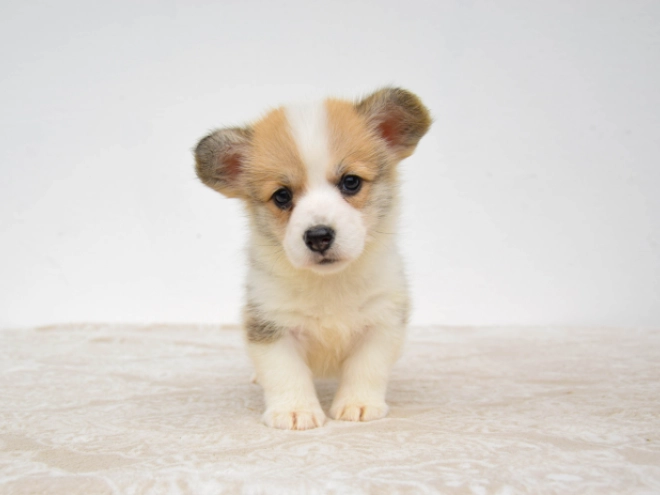 Welsh Corgi Welpe kaufen