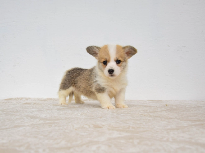 Welsh Corgi Welpe kaufen