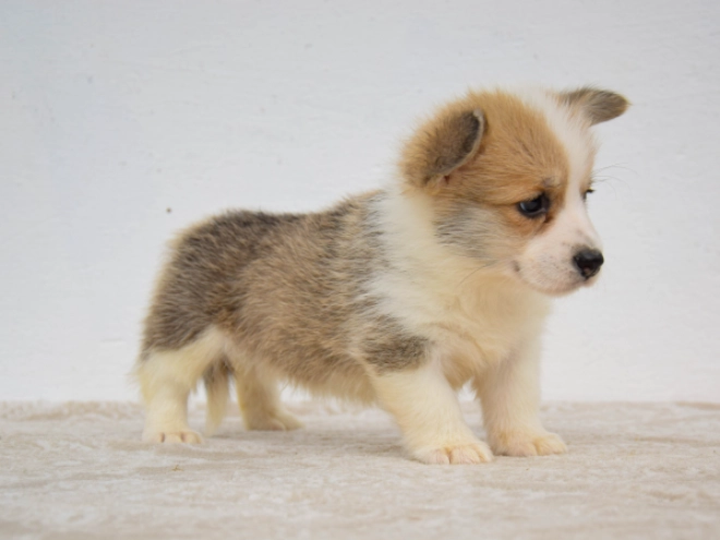 Welsh Corgi Welpe kaufen