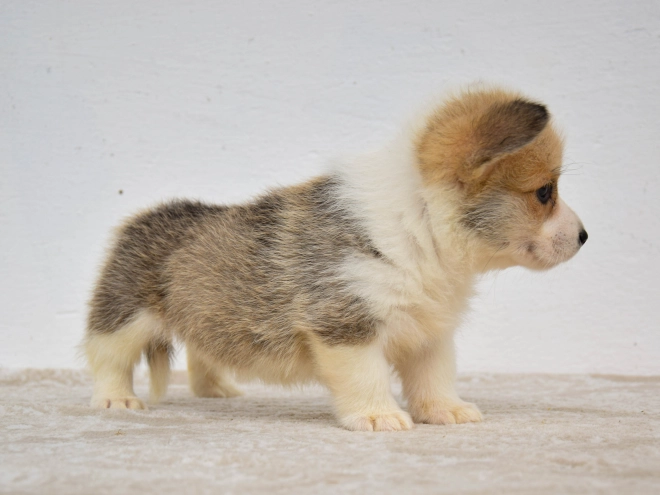 Welsh Corgi Welpe kaufen