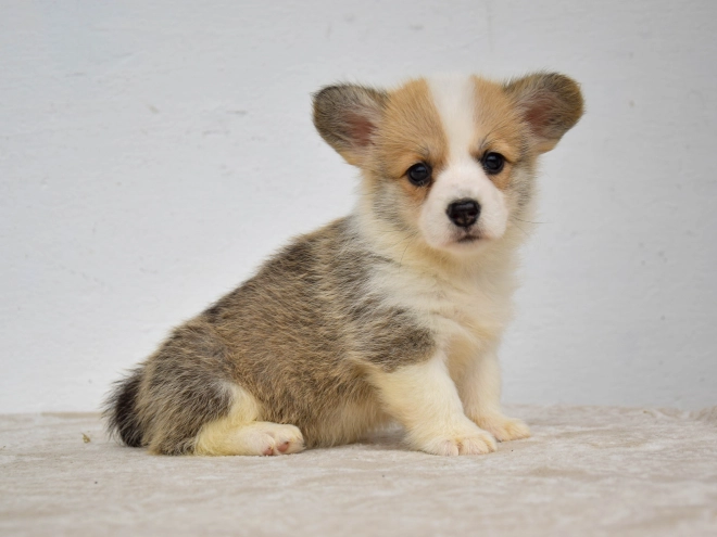 Welsh Corgi Welpe kaufen