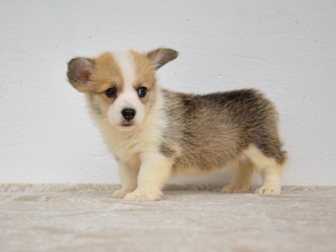 Welsh Corgi Welpe kaufen