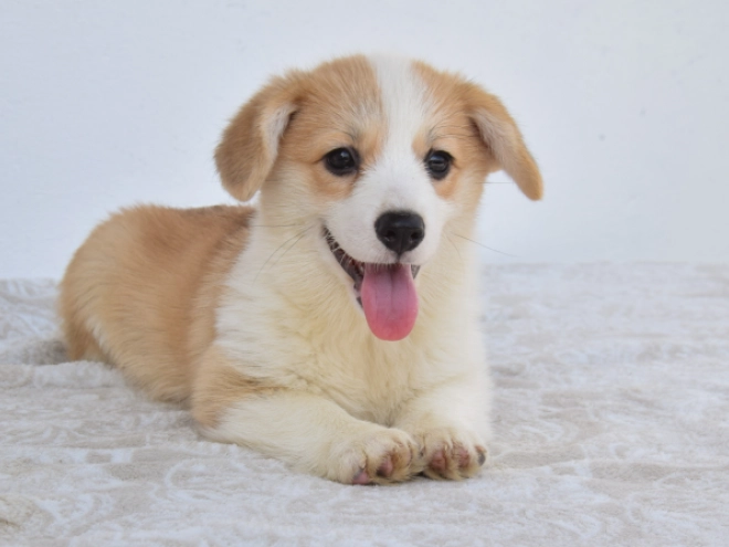 Perros Welsh Corgi en venta