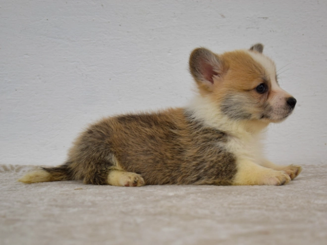 Welsh Corgi Welpe kaufen