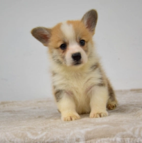 Welsh Corgi Welpe kaufen