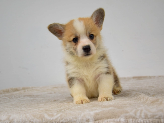 Welsh Corgi Welpe kaufen
