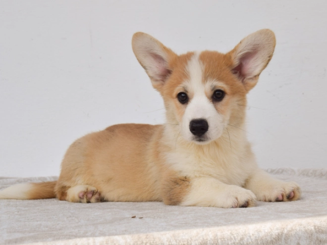 Perros Welsh Corgi en venta