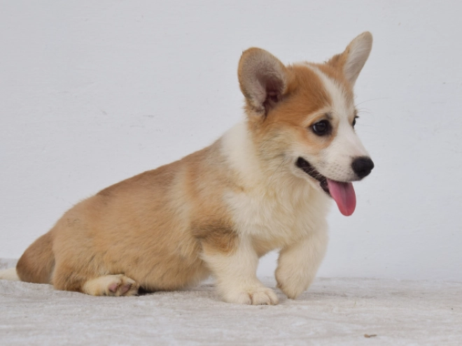 Perros Welsh Corgi en venta