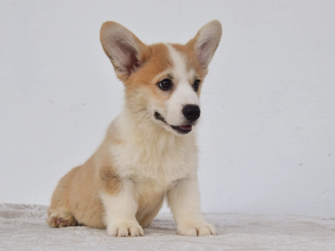 Perros Welsh Corgi en venta