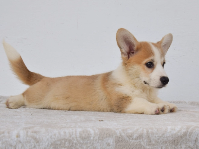 Perros Welsh Corgi en venta