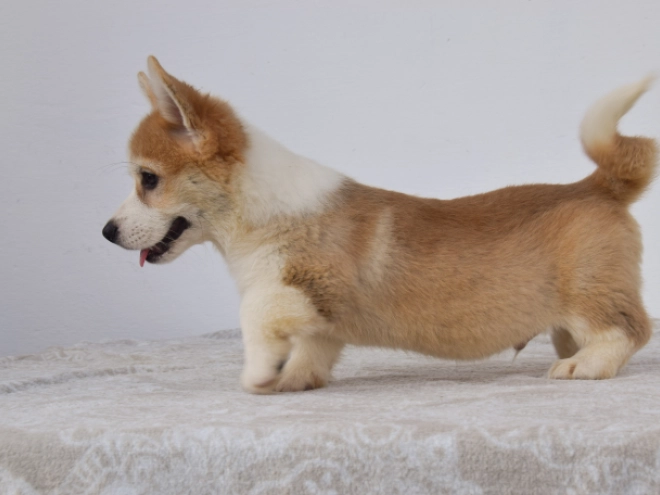 Perros Welsh Corgi en venta