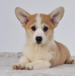 Perros Welsh Corgi en venta