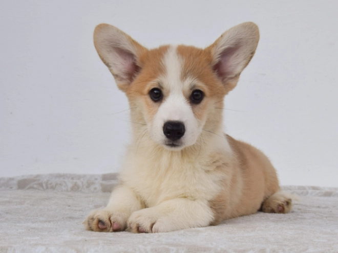 Perros Welsh Corgi en venta