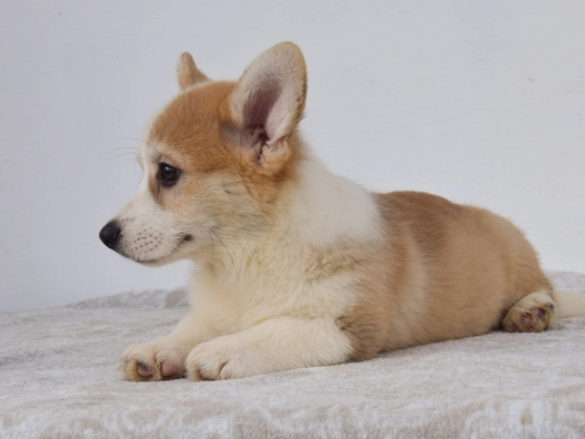Perros Welsh Corgi en venta