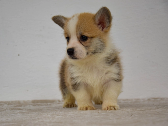 Welsh Corgi Welpe kaufen