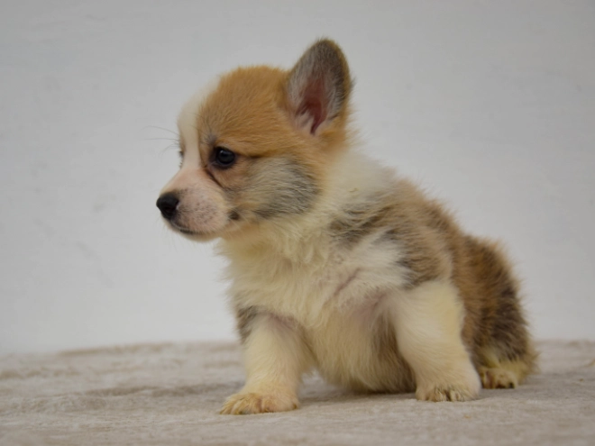 Welsh Corgi Welpe kaufen