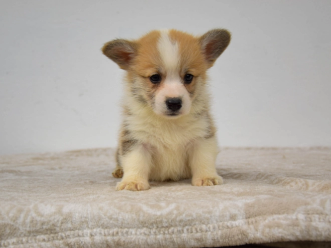 Welsh Corgi Welpe kaufen