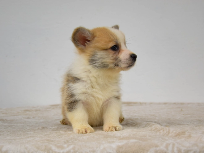 Welsh Corgi Welpe kaufen