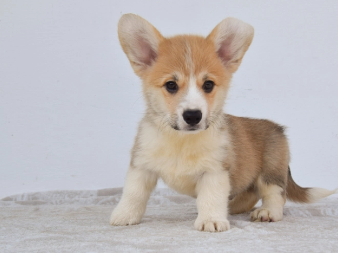 Perros Welsh Corgi en venta