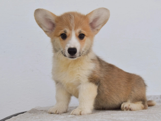 Perros Welsh Corgi en venta
