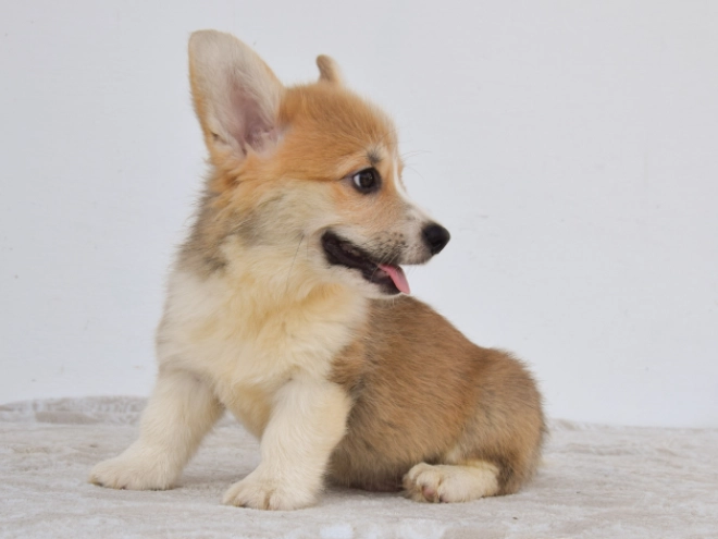 Perros Welsh Corgi en venta