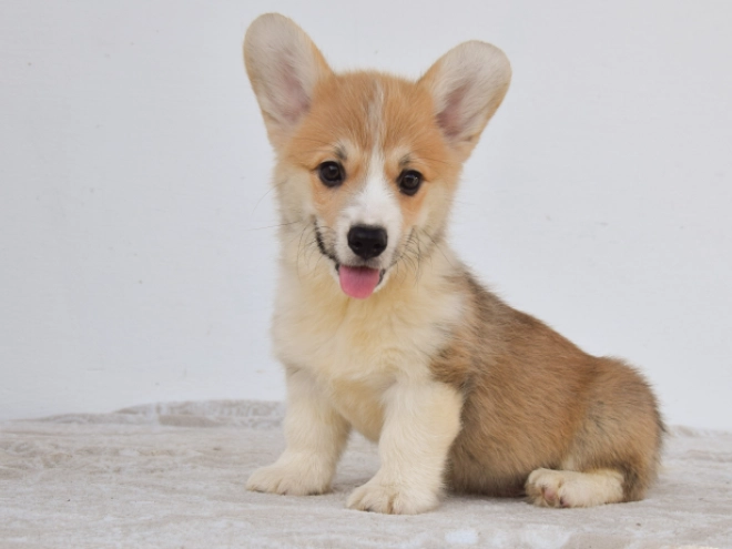 Perros Welsh Corgi en venta