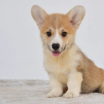 Mochi – Pembroke, red and white Welsh Corgi for sale