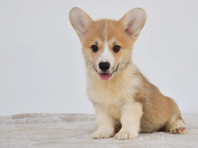 Perros Welsh Corgi en venta