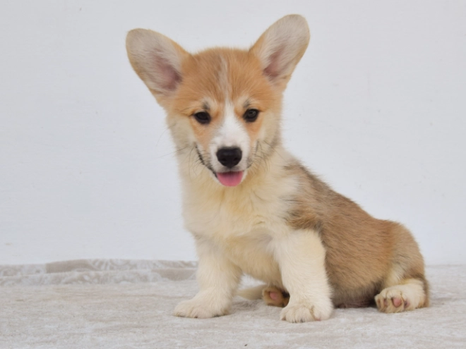 Perros Welsh Corgi en venta