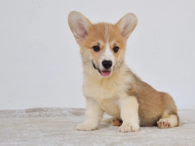 Perros Welsh Corgi en venta