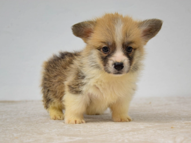 Welsh Corgi Welpe kaufen