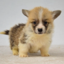 Mochi – Pembroke, red and white Welsh Corgi for sale