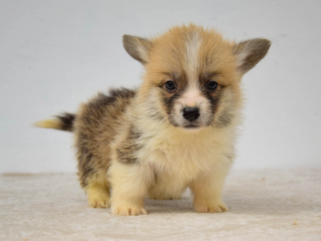 Welsh Corgi Welpe kaufen