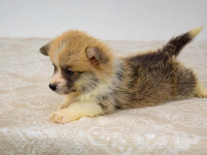 Welsh Corgi Welpe kaufen