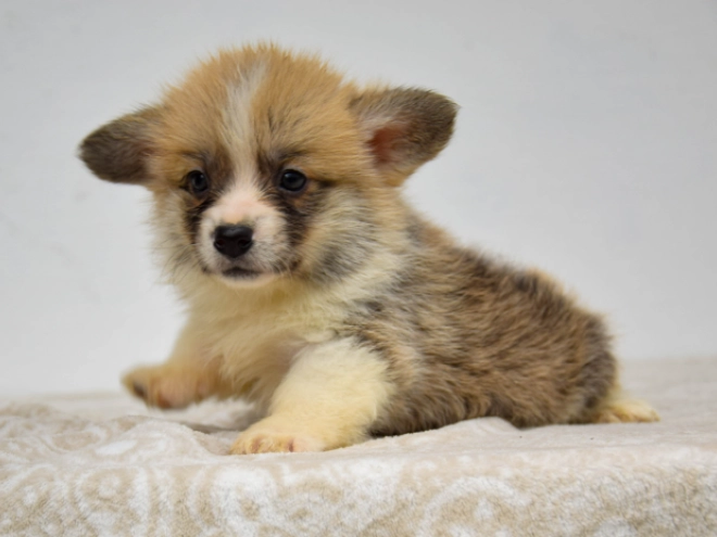 Welsh Corgi Welpe kaufen