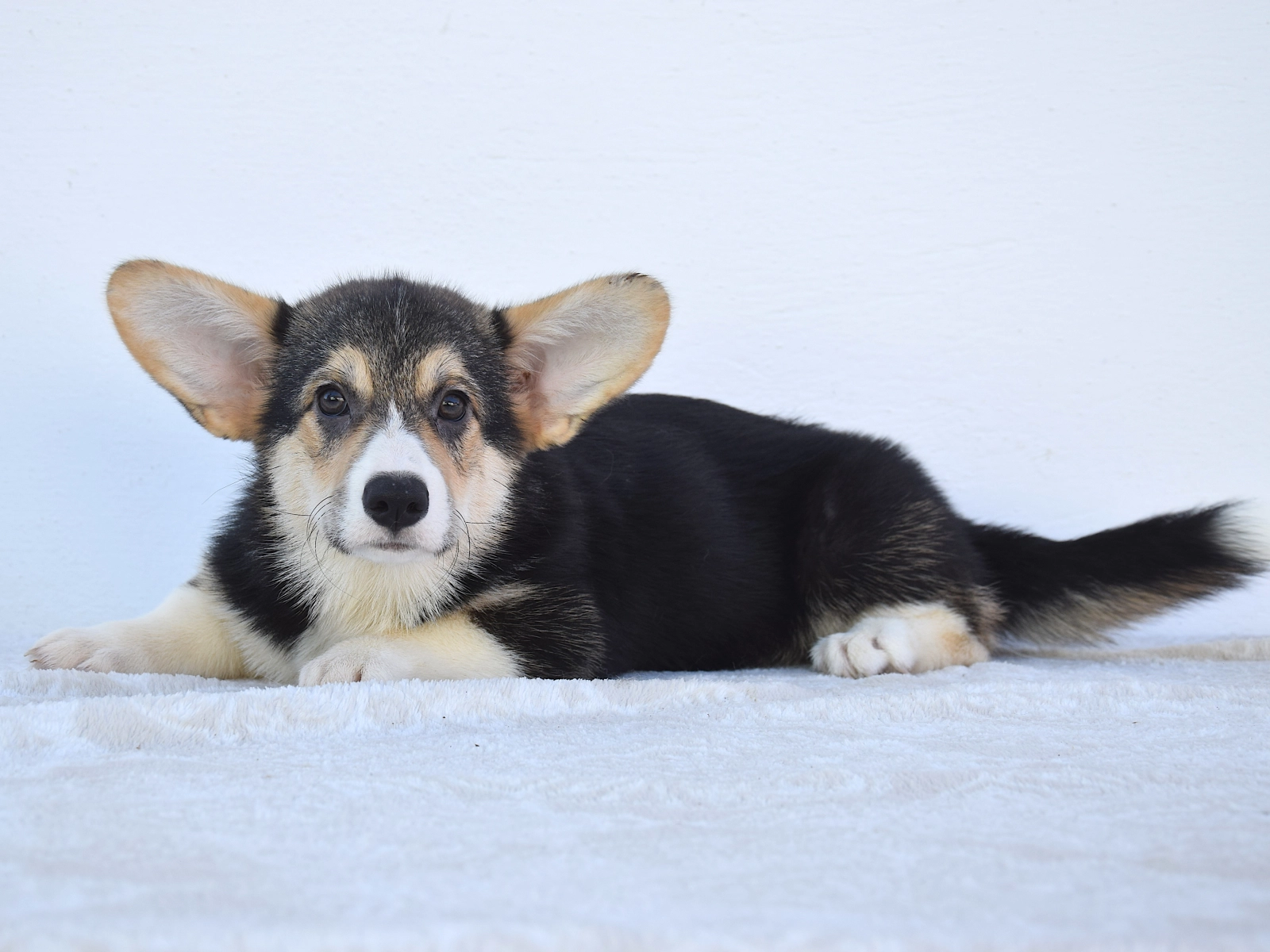 Welsh Corgi German Shepherd Akita Corgi Mix For Sale Usa Corgi Dog