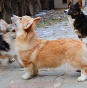 Perros Welsh Corgi en venta