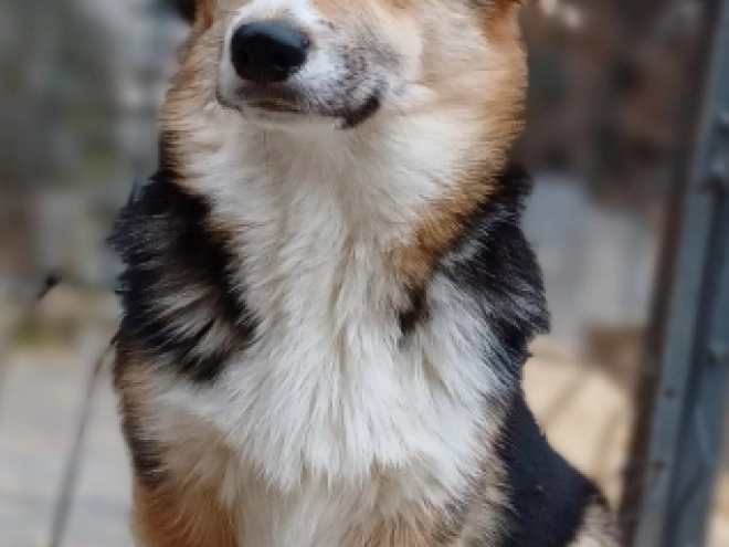 Welsh Corgi Welpe zu verkaufen